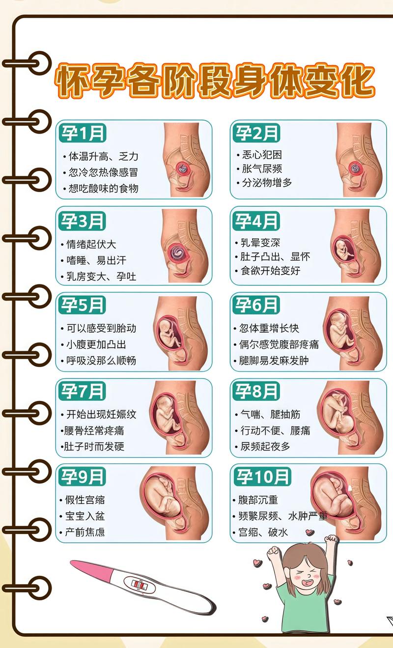 揭秘供卵代孕妈妈怀孕小腹分两节，孕期变化的奥秘陕西代生机构: